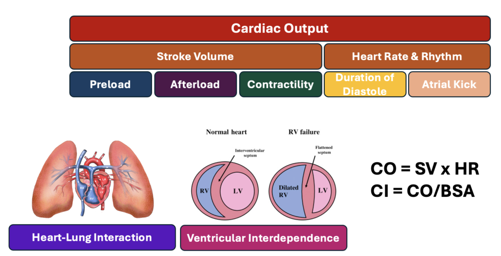 Cardiovascular Physiology Workshop for Harvard Medical Students ...